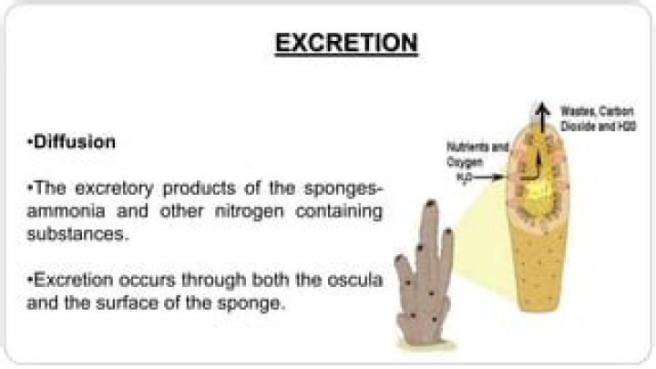 What helps with sponge excretion