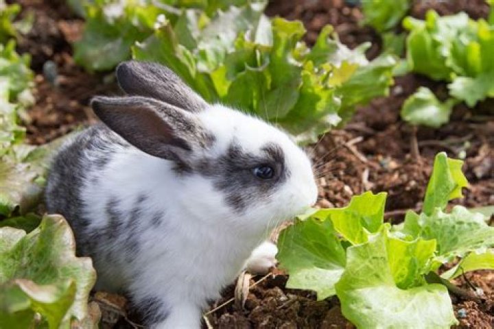 What herbs do rabbits hate