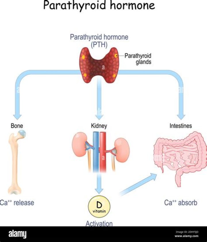 What hormone is produced by the chief cells of the parathyroid gland