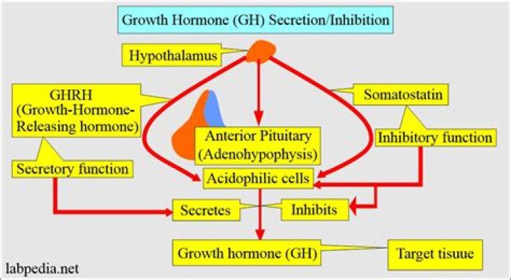 What hormones stimulate Pepsinogen release