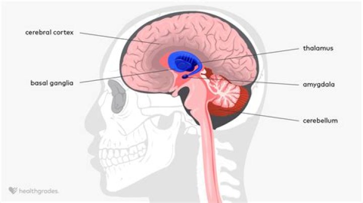 What is a basal reaction