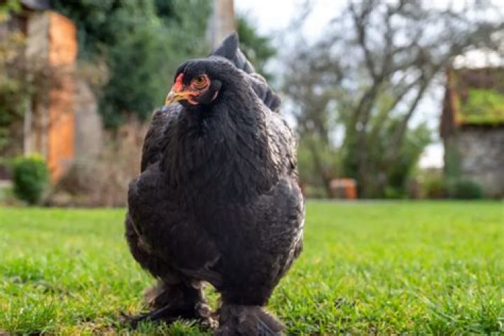 What is a black giant chicken