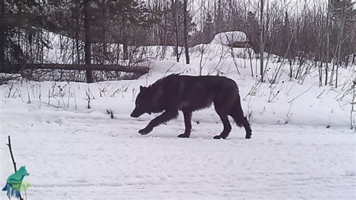 What is a black wolf called