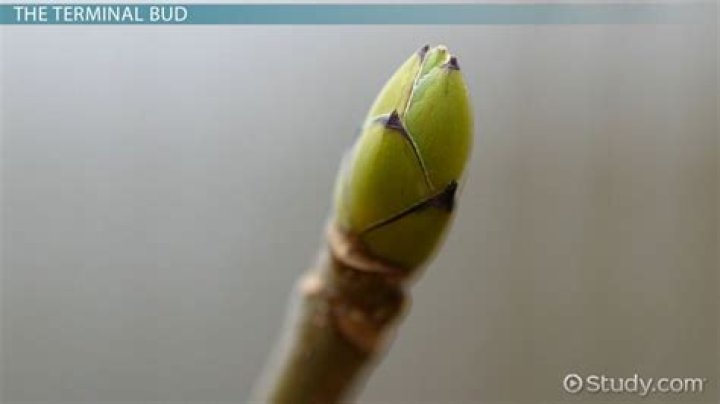 What is a bud of a flower