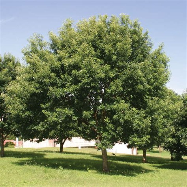 What is a Chinquapin tree