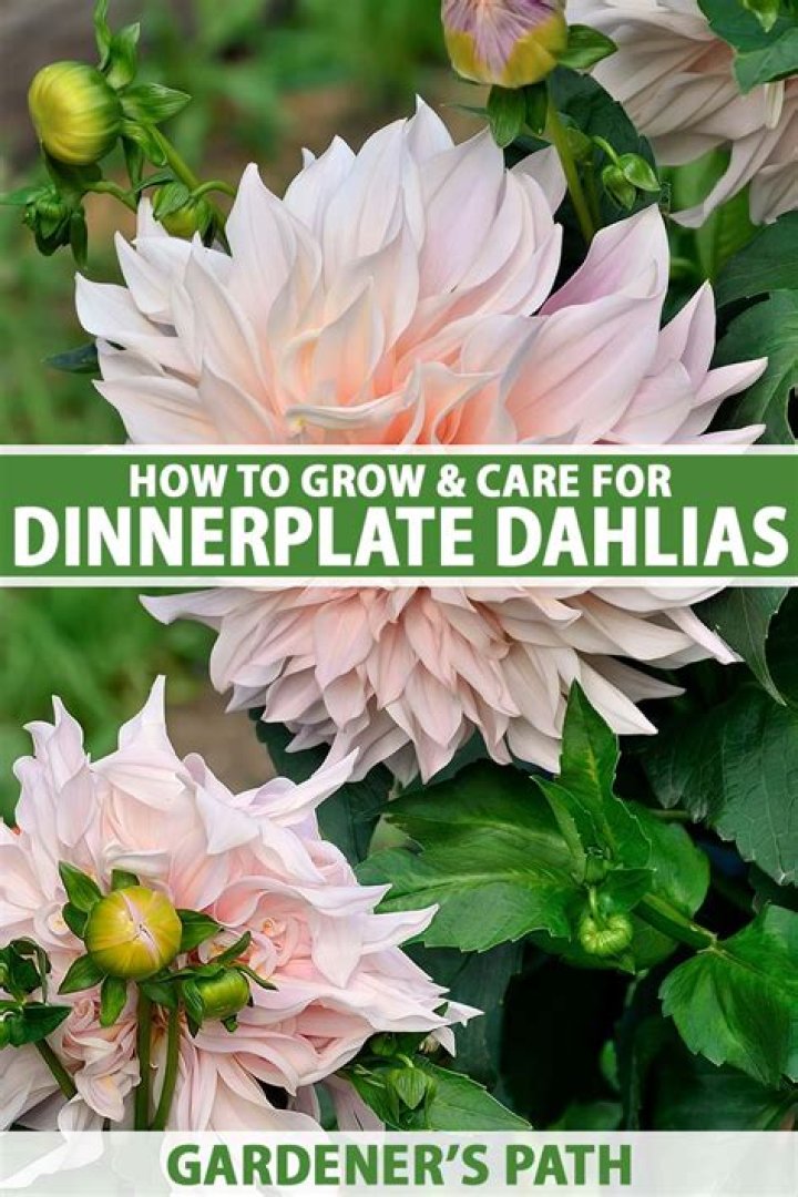 What is a Dinnerplate Dahlia