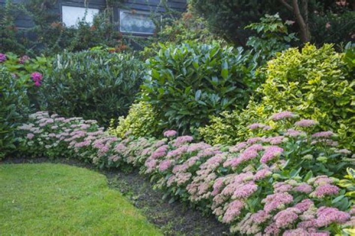 What is a good border shrub