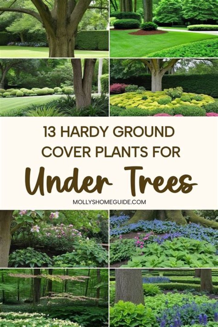 What is a good hardy ground cover