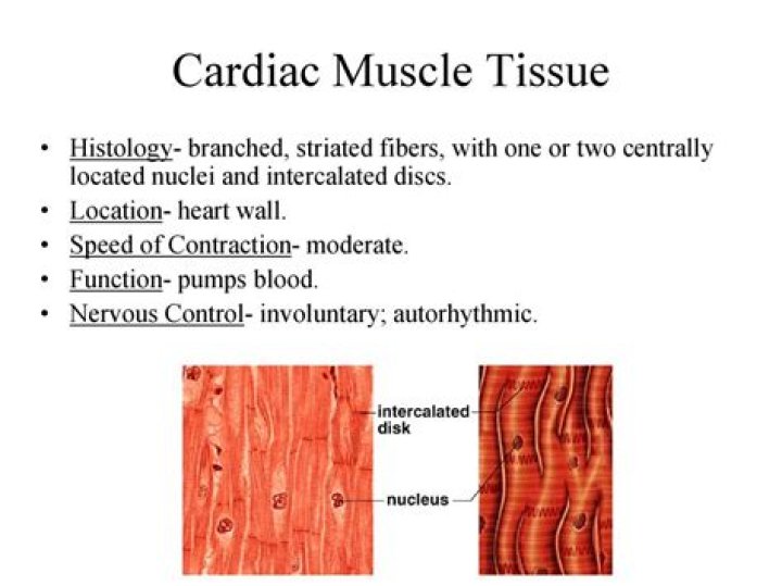 What is a loss of striated muscle tissue due to lack of use called