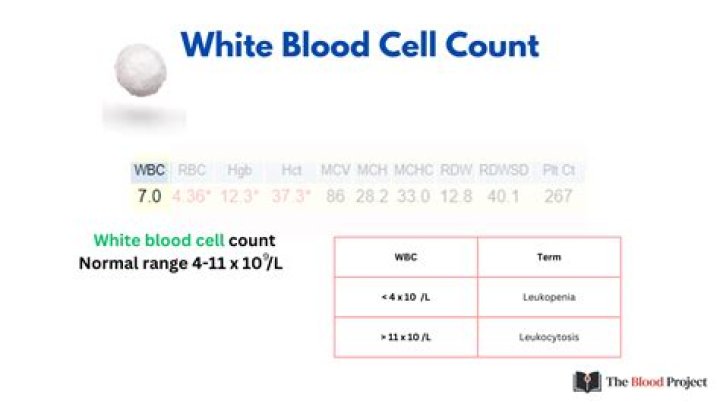 What is a normal white blood cell count for a 2 year old