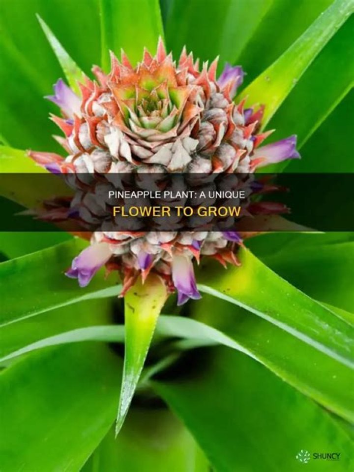 What is a pineapple flower