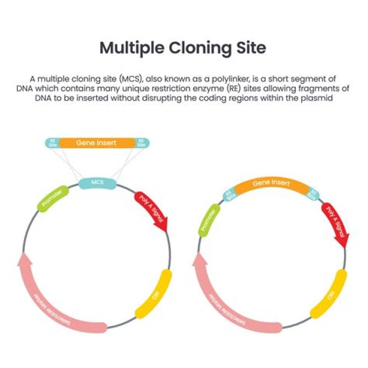 What is a plasmid cloning vector