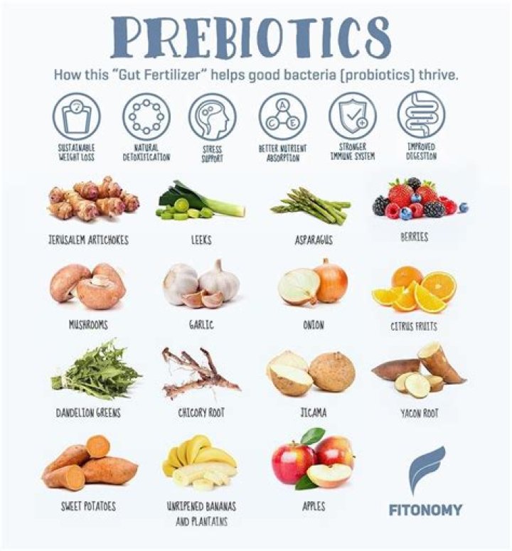What is a prebiotic fiber