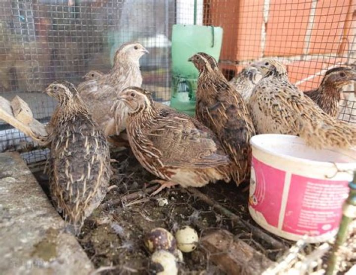 What is a quails habitat