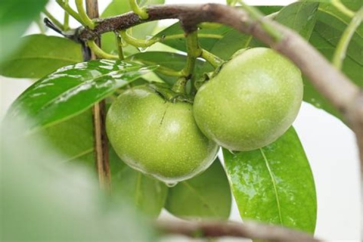 What is a sapote tree