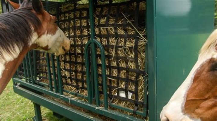 What is a slow feeder for horses