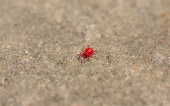 What is a small red bug