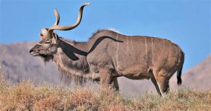 What is a spiral horned antelope called