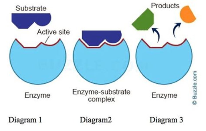 What is a substrate in relation to an enzyme