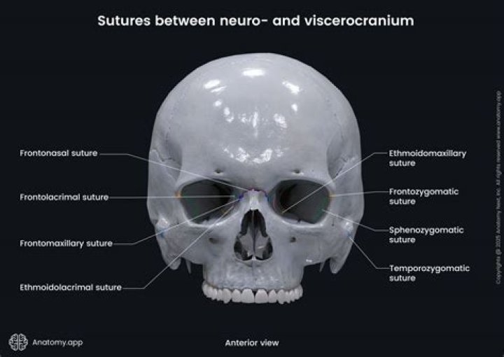 What is a suture in the brain