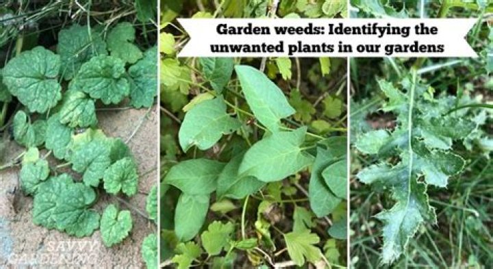 What is a unwanted plant called
