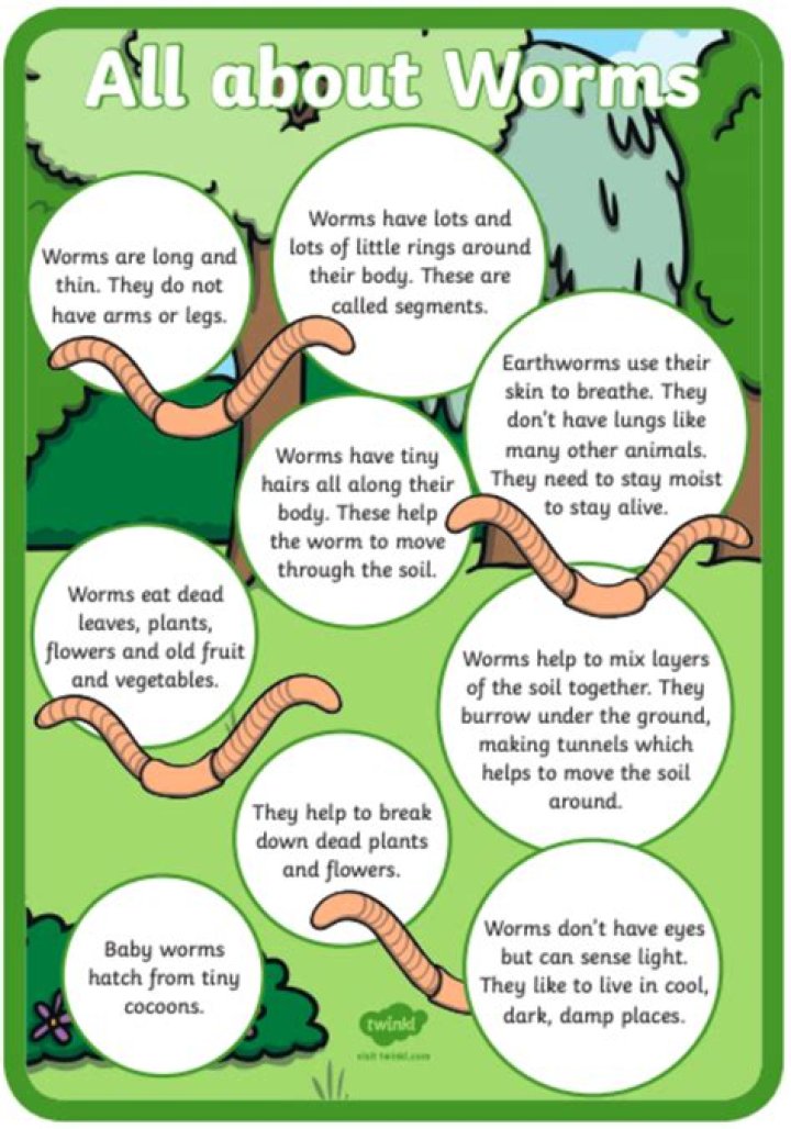 What is a worm for kids