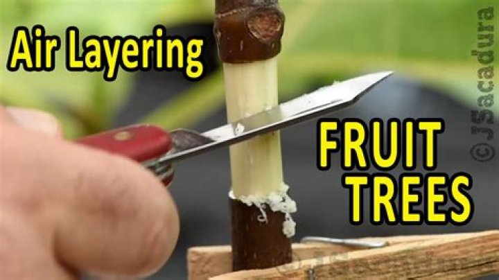 What is air layering trees