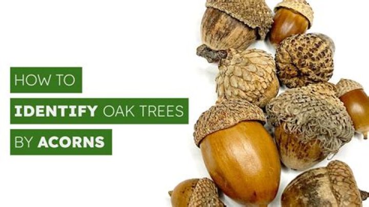 What is an acorn tree