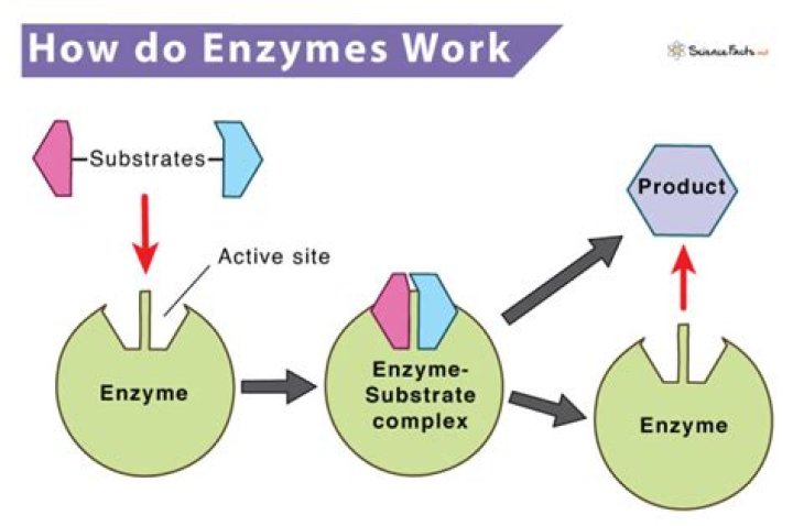 What is an enzyme easy