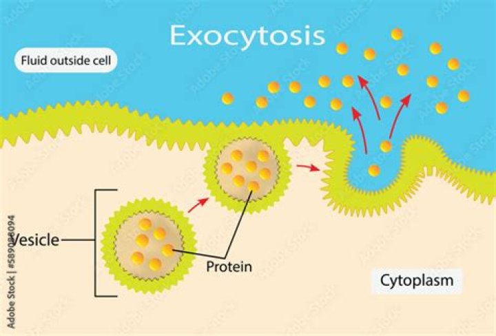 What is an example of a exocytosis