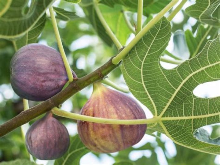 What is an Indian fig tree called
