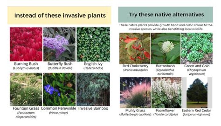 What is an invasive plant definition