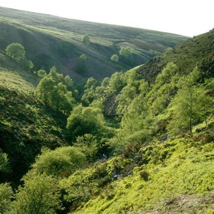 What is an upland forest