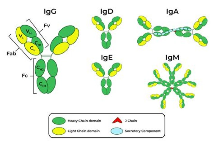 What is antibody identification