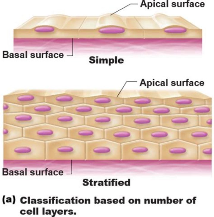 What is apical and basal