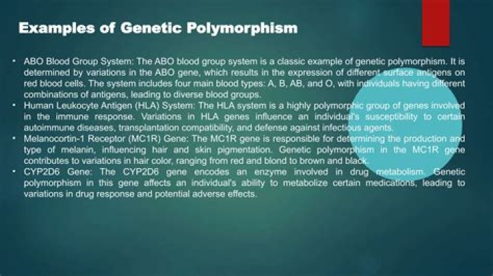 What is auberger polymorphism blood