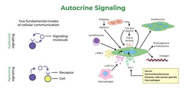 What is autocrine gland