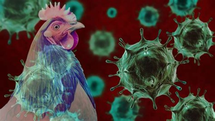 What is avian influenza in chickens