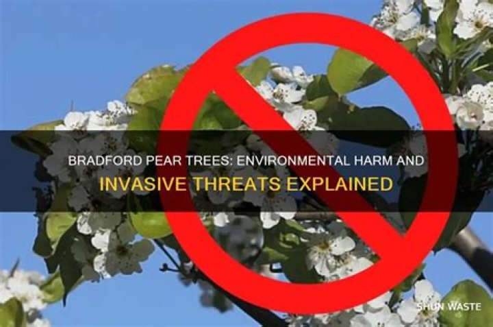 What is bad about Bradford pear trees