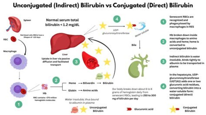 What is bilirubin direct and indirect