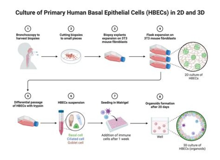 What is cell culture in microbiology