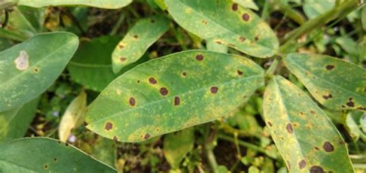What is Cercospora leaf spot
