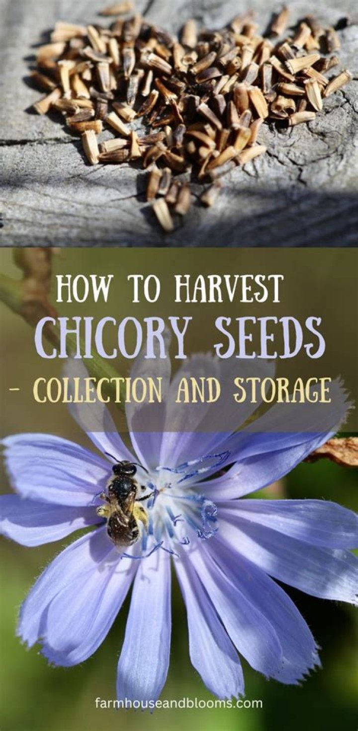 What is chicory plant used for