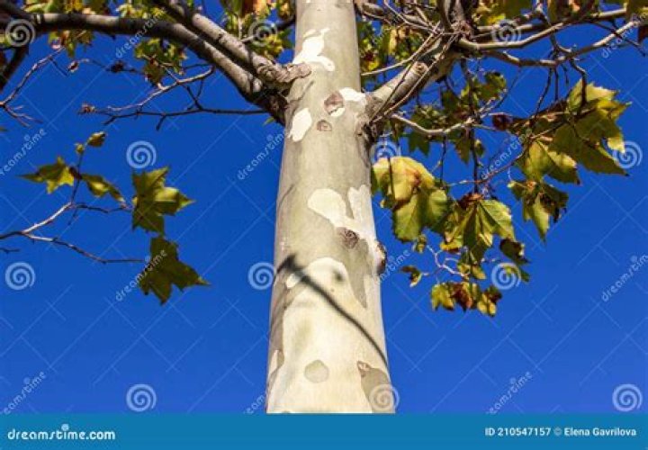 What is Chinar tree called in English