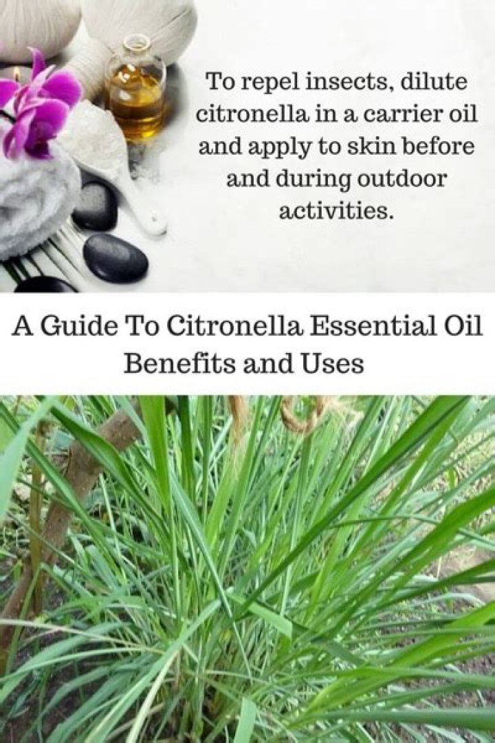 What is citronella oil used for