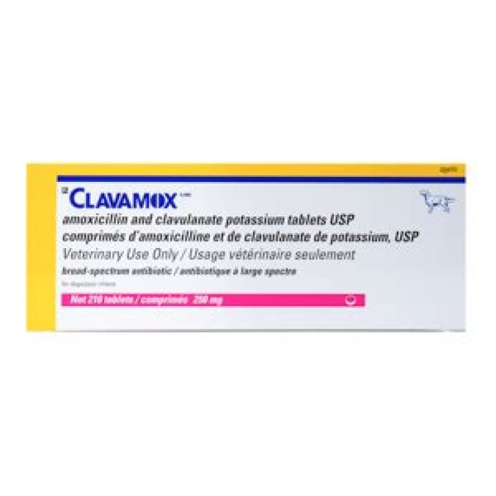 What is clavamox for dogs used to treat