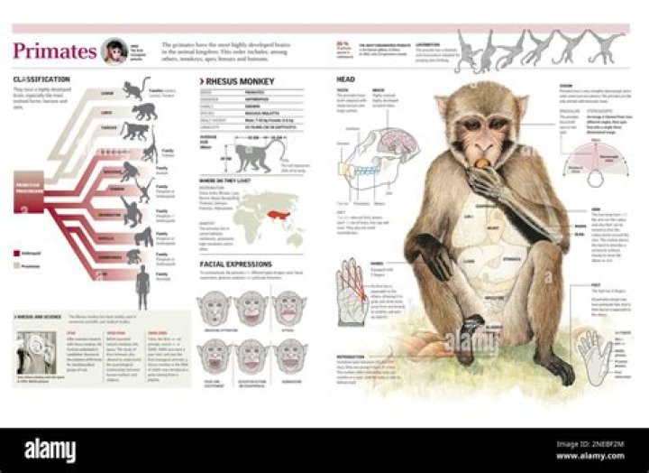 What is considered a non human primate