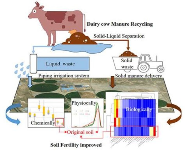 What is cow manure high in