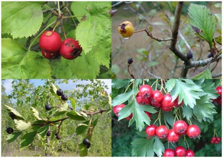 What is Crataegus used for