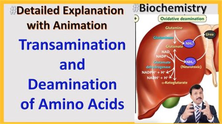 What is deamination and transamination